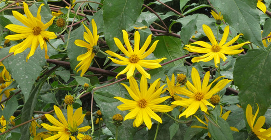Jerusalem Artichoke According to Ayurveda
