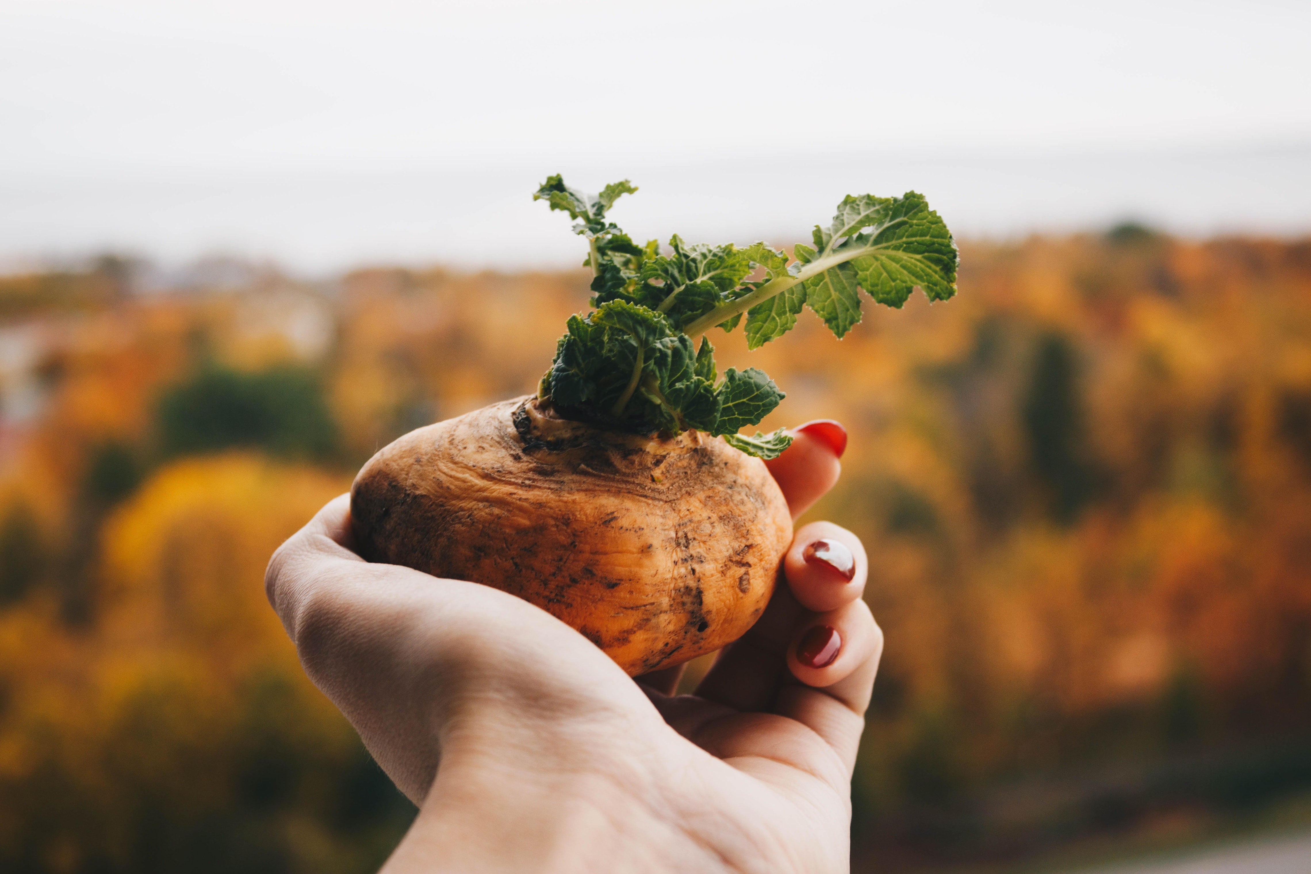 Life Force Food: How Eating is Personal