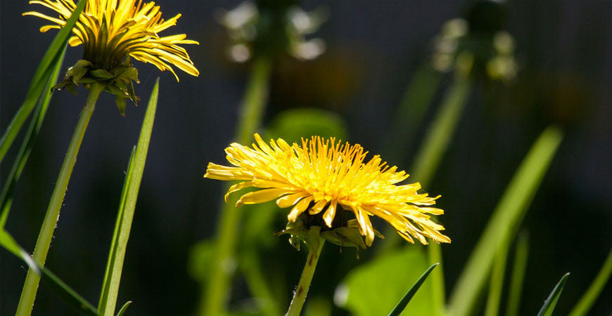 A-Z of Ayurveda: Dandelion