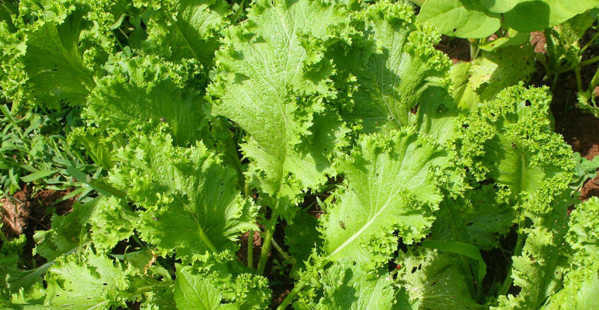 Mustard Greens